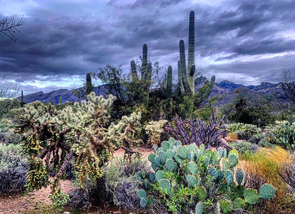 Happy #HumpDay, #Tucson! Warmer in the 70’s today and partly cloudy. #Hiking this morning at 7am in @SabinoCanyonAZ the moody beauty was palpable. #highdesertbeauty @FriendsSabino #visittucson @VisitTucsonAZ