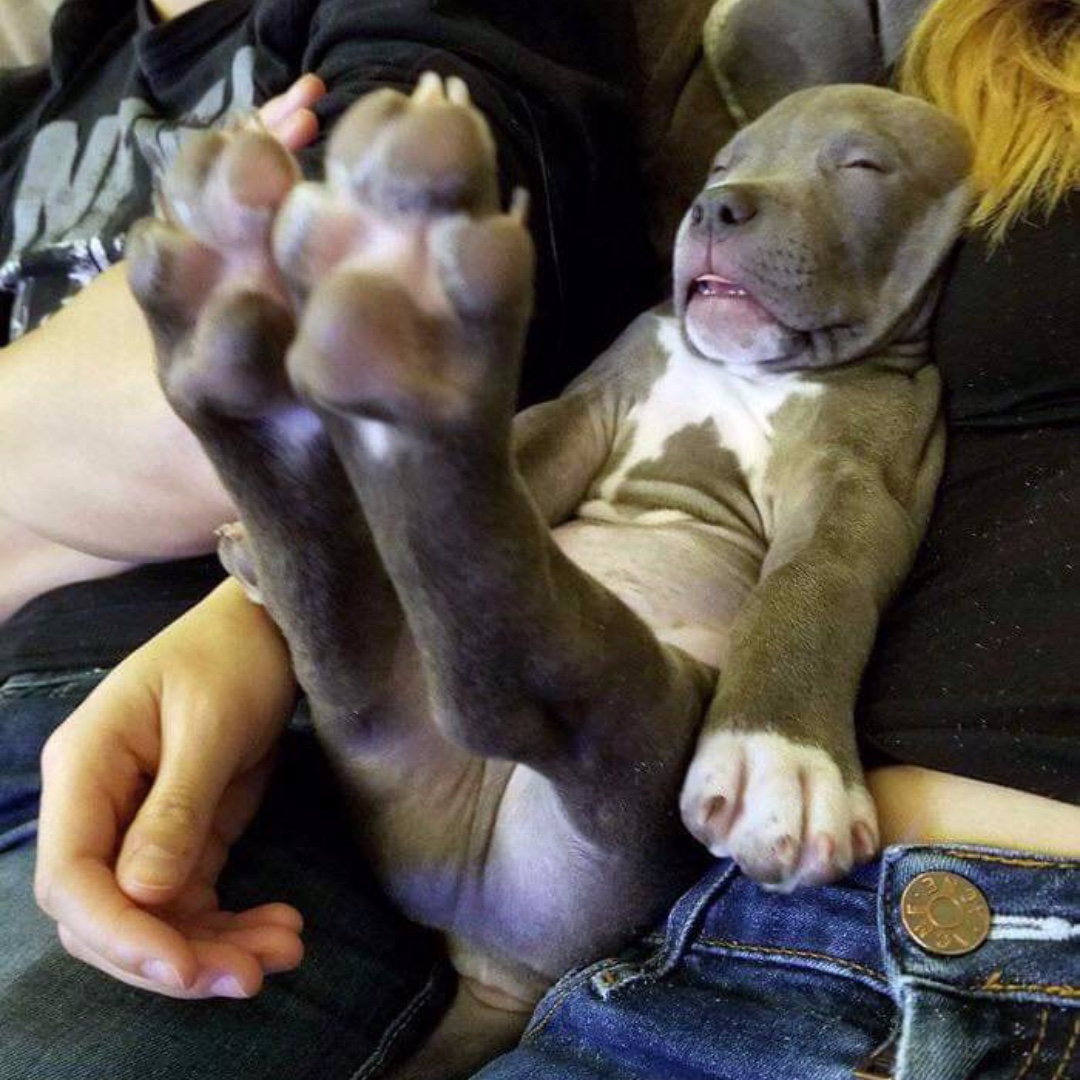 FidoH2o's tweet photo. Too adorable to not share!! Happy Hump Day! https://t.co/iiWD1o1f6E