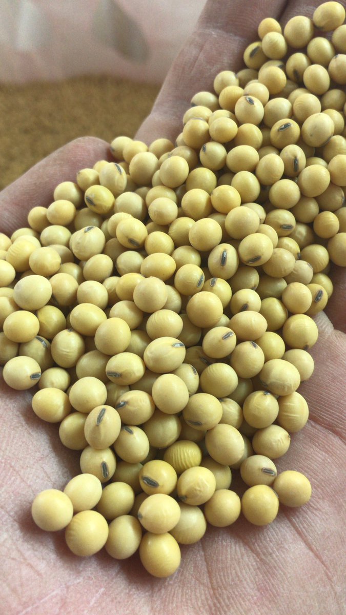 powellseeds's tweet photo. First beans of the cleaning season are looking great! Near perfect germination test results too. #seedbeans #soybeans https://t.co/DpbRacoCf5
