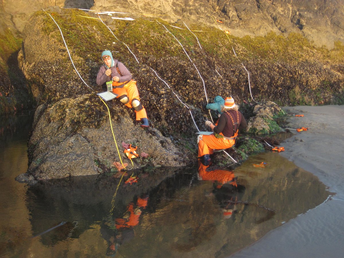 PiscoScience's tweet photo. Day 4 #20YearsofPISCO Take a tour of our intertidal field work. Our teams brave waves, rain, darkness & slippery rocks to understand how these iconic systems change in space and time. Tomorrow we’ll tell you how climate change is disrupting biogeographic patterns. #PISCOScience https://t.co/6DYrzn0GZv