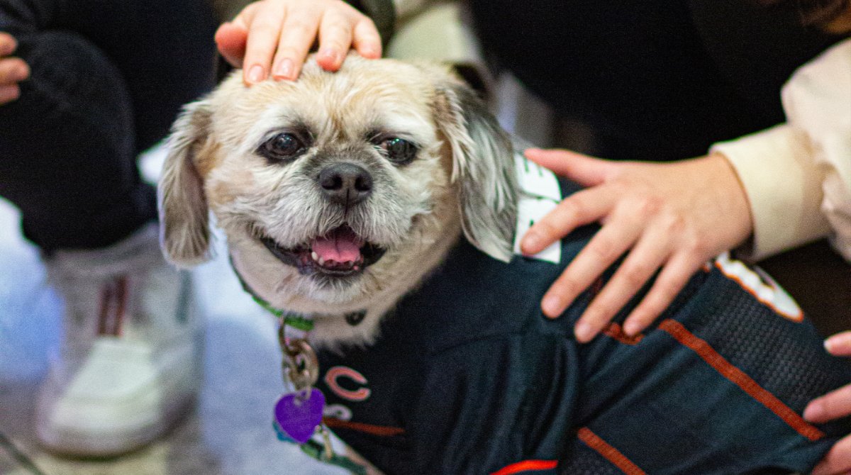 ChicagoKentLaw's tweet photo. Paws &amp; Relax! #ChicagoKent faculty and staff brought their furry best friends as a fun stress relief before heading into #finalsweek. Thanks to @KentLawSBA for taking the initiative! 🐕 https://t.co/ULcS8lIdF0
