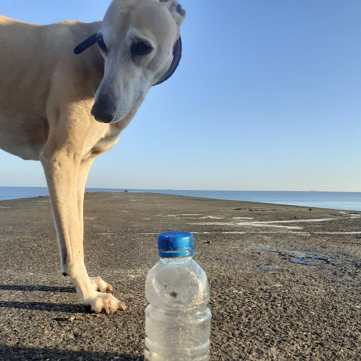 Look how sad Fin is when he finds plastic bottles on the beach ! #refillnotlandfill #plasticpollution #2minutebeachclean