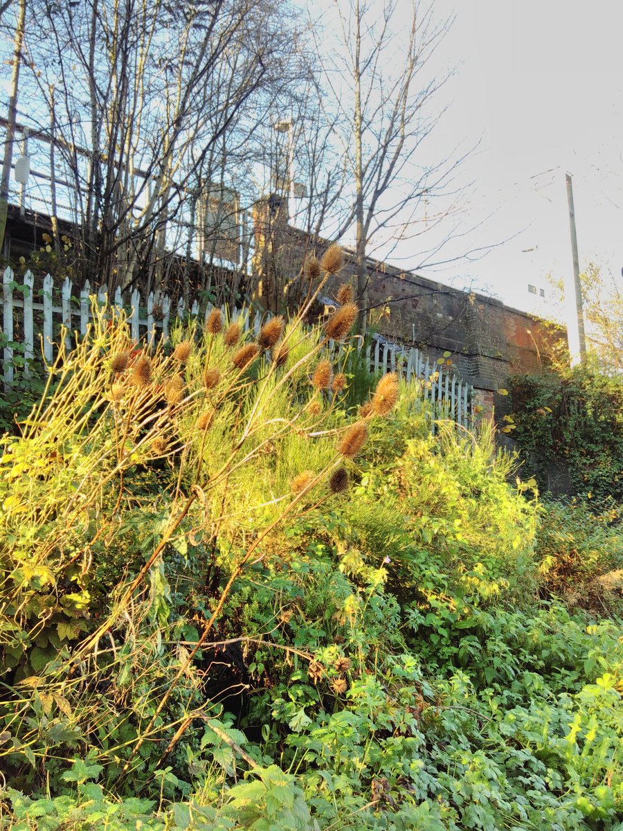 Teasel, with Broom in the background, on our Bee Embankment. It's been a struggle to keep the area tidy this year, but hopefully we can attract a few more locals before next spring! #glasshalffull