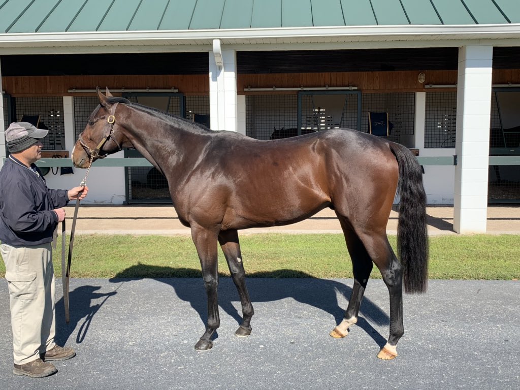 The CHAMP Structor is looking amazing during his break <a href="/StonestreetFarm/">Stonestreet</a>. #PalaceMalice #breederscup2019