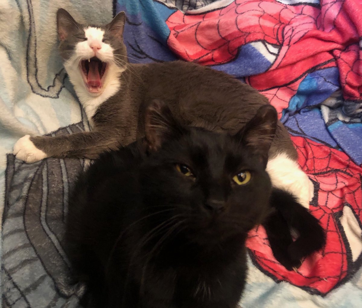 Tommy &amp; Spidey are up to no good in this one LOL