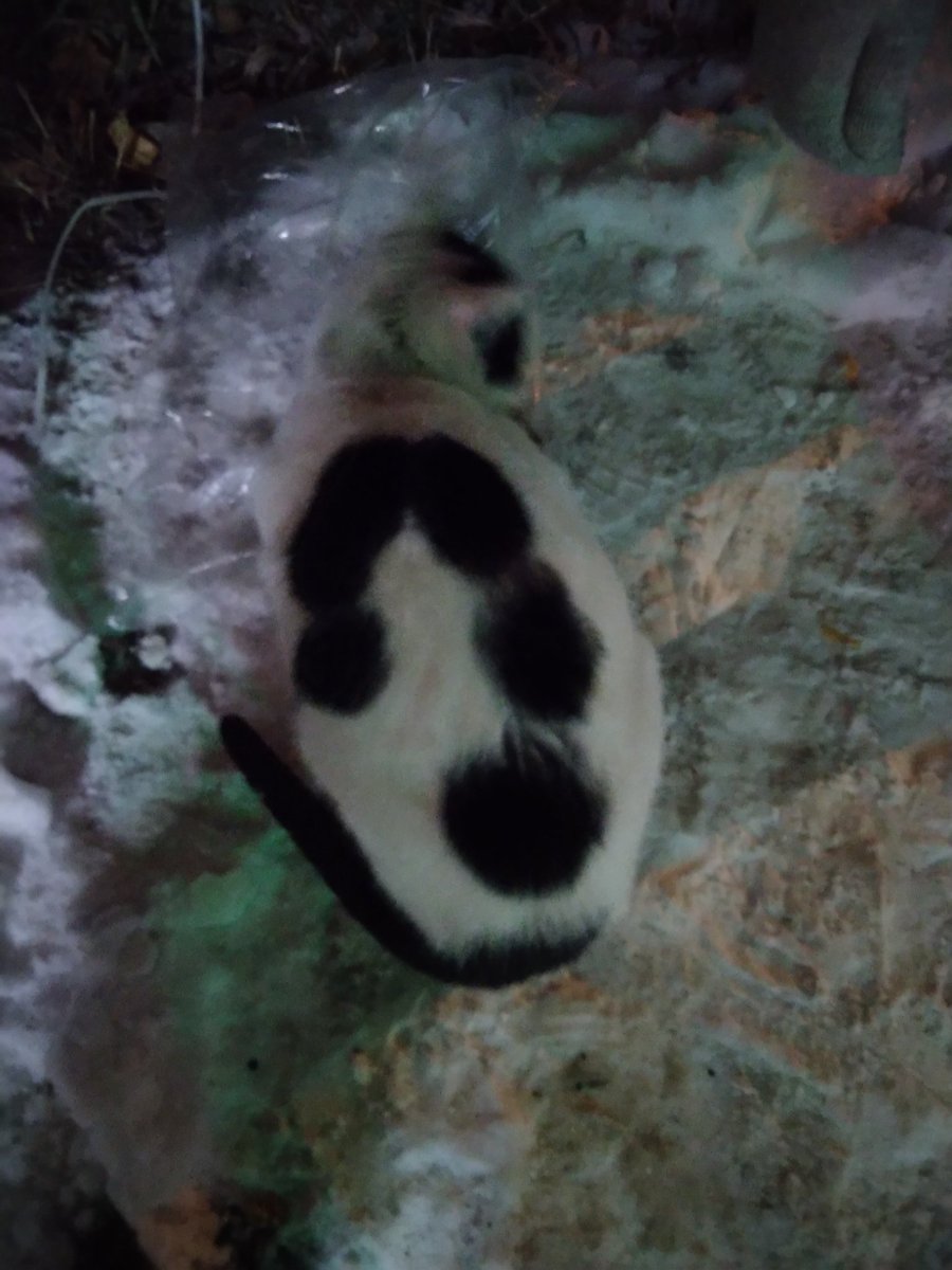 Rozalechka's tweet image. Срочно!!! Казань!!!
Котенок (на вид месяца три) на квартале (недалеко от ленты) сидит на улице. Видно, оставили недавно, может потеряшка. Мёрзнет, бросается под машины,очень потерянный.Кричит истошно, дрожит.
Помогите!!! хотя бы с передержкой (
#казань #бездомныеживотные #котенок