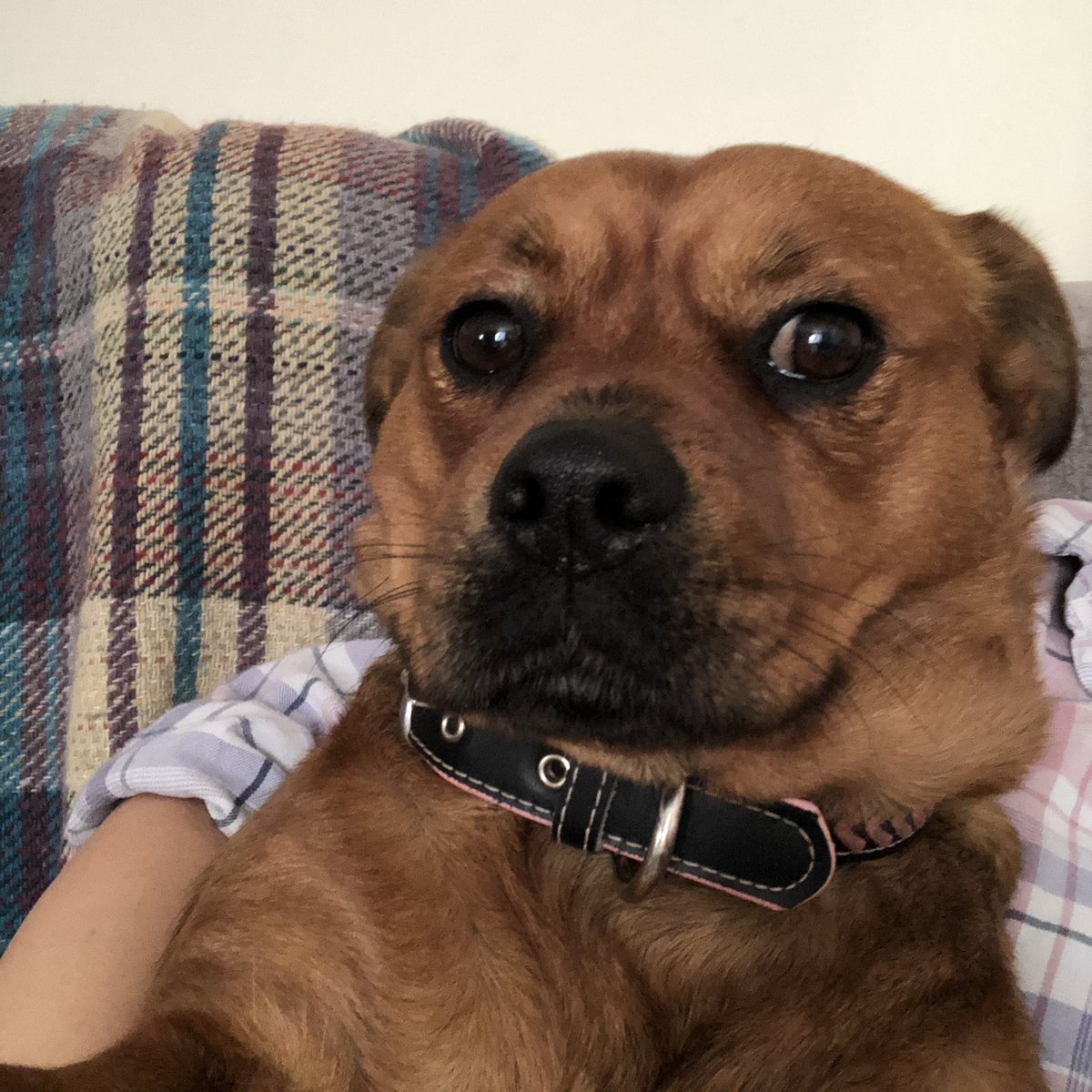 I love visiting Great Oaks Mental Health Hospital. I have so many friends there. Everyone I meet gives me a some fuss and I love it!! #patdogs #petsastherapy #rdash #cuddles #love #therapydog