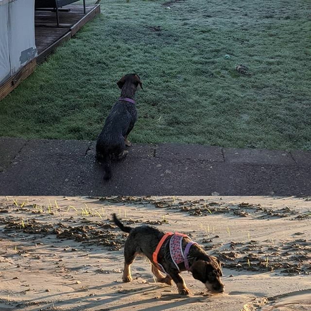 Frosty mornings and sunny afternoon wanderings makes for a happy India .... #Lindolife #labradoodlesofinstagram #labradoodle #dashund #dashundsofinstagram #doxie #dogsofinstagram #frosty #sunshine #wanderings  #wednesday #familylife #happypups #villageli… ift.tt/383kOyS