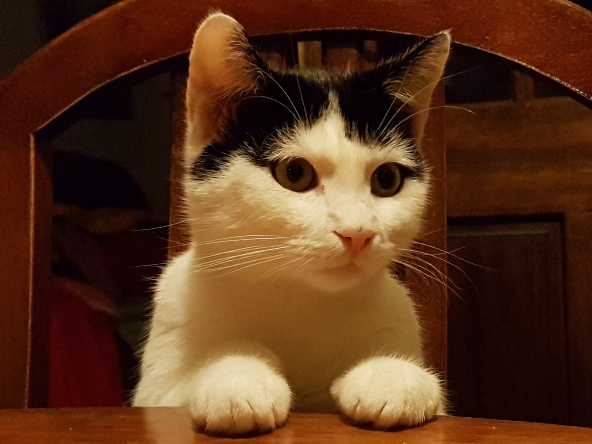 5fluffballs's tweet photo. Bartender, two glasses of milk, please! 😹🥛💕 https://t.co/VFyOOnN20V