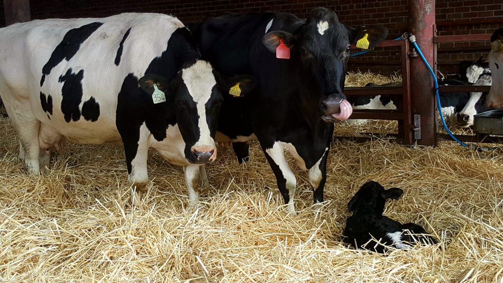 AlphaGenes tweet media