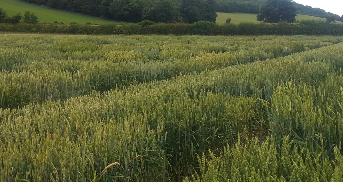 AlphaGenes tweet media