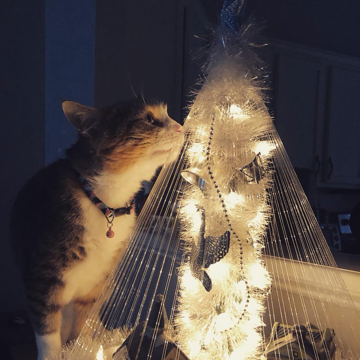 How are you celebrating this holiday season? What part of decorating is your favorite/least favorite? Are your furry friends helping you out? Comment below how you are making it through the holidays!