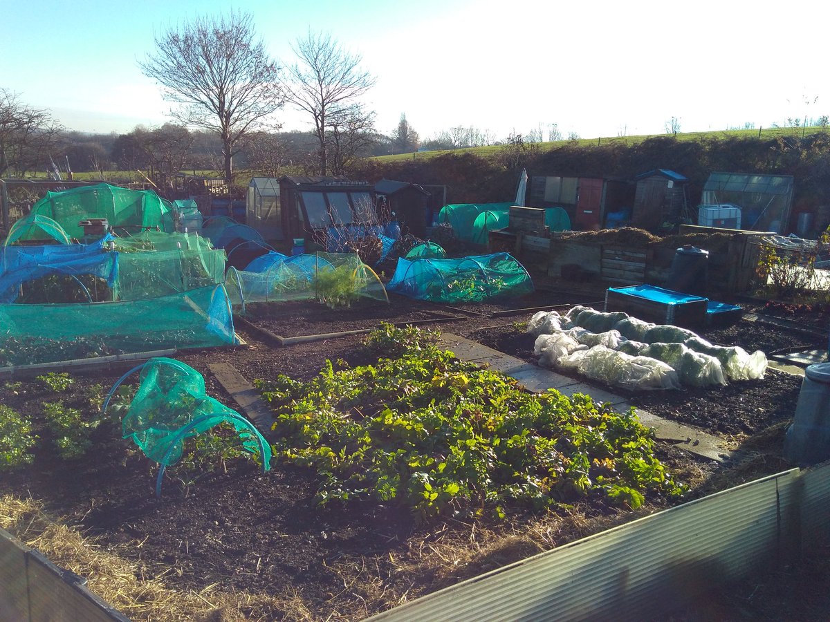 canudigit15's tweet photo. A beautiful December day on #plot15 and #plot9, end of year tidy up. Leeks, parsnips, beetroot, fennel, sprouts, carrots, chard, cavalo nero, swede still holding up well. #allotment #growyourown https://t.co/xrLhDd5zk5