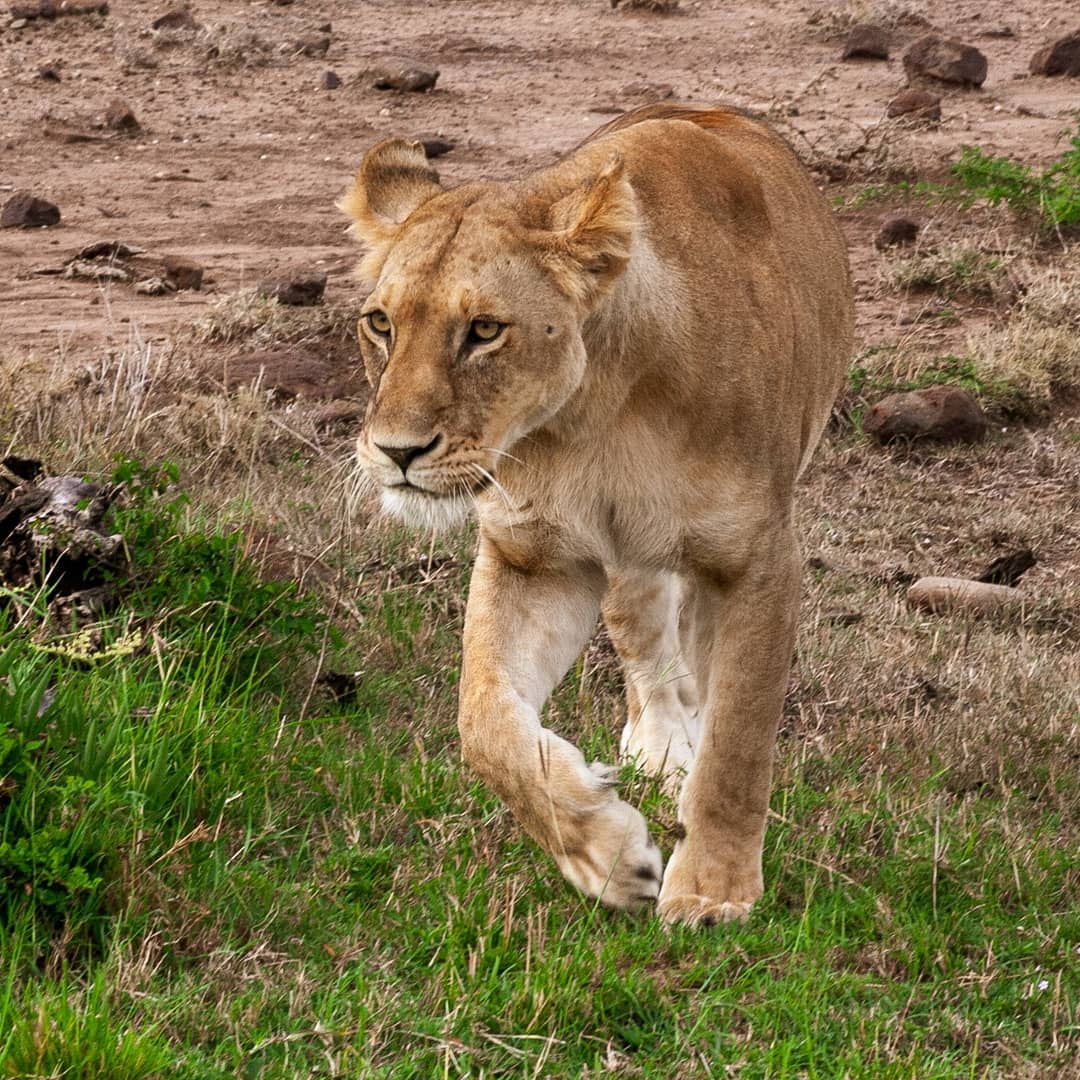 OffbeatMaraCamp's tweet photo. #she
She is a king maker
She is on purpose
She is intense
She is a mother
She fights tooth and nail to protect her own
She hunts for the family and obviously the King
She beautiful
#beautiful
#mamalion
#lioness @OffbeatMaraCamp
#maranorthconservancy
#offbeatmara
#wildlife https://t.co/iG59IOxWd9