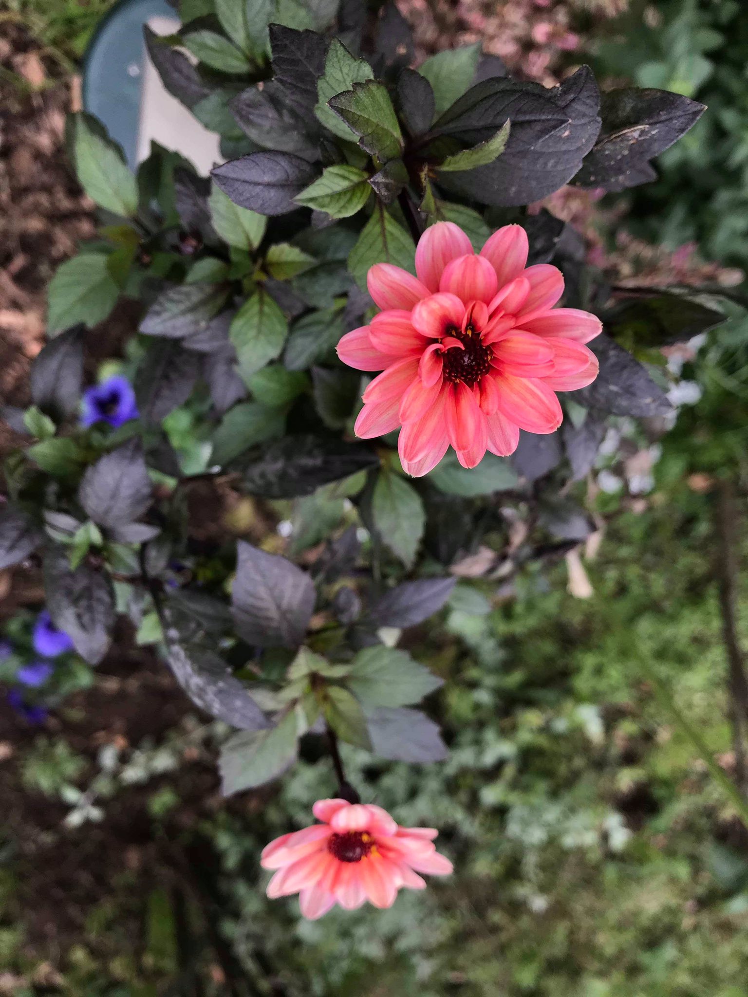 Twitter এ 浩子 癒し花 可愛いい花 今日も素敵に Cute Flowers Nice Today T Co 168mah2c ট ইট র
