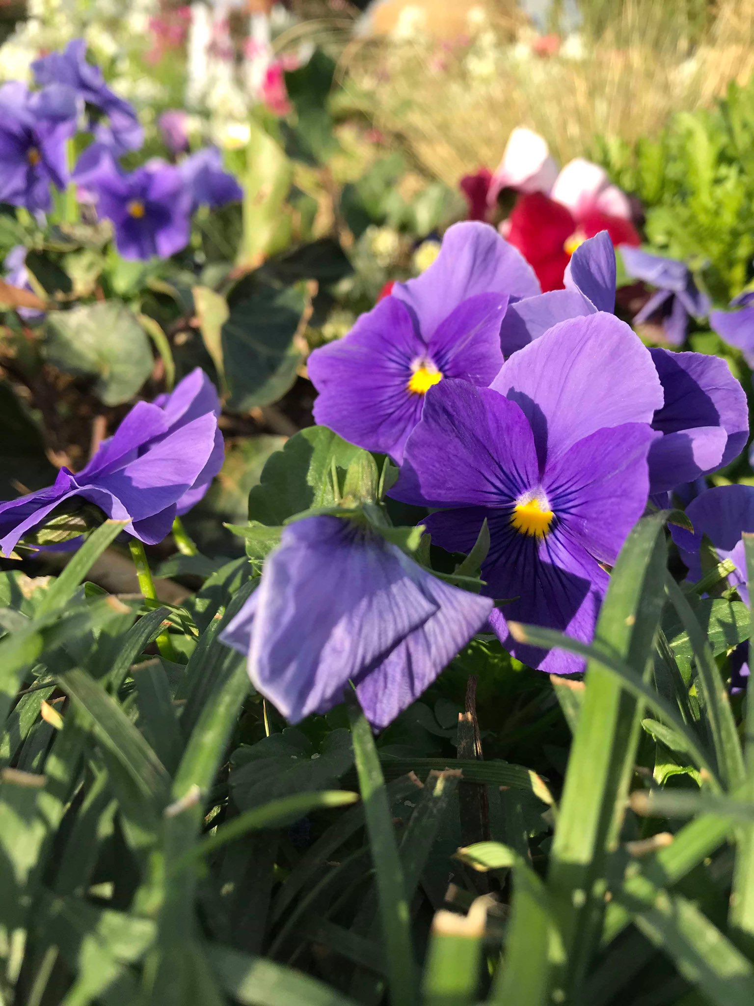 Twitter এ 浩子 癒し花 可愛いい花 今日も素敵に Cute Flowers Nice Today T Co 168mah2c ট ইট র