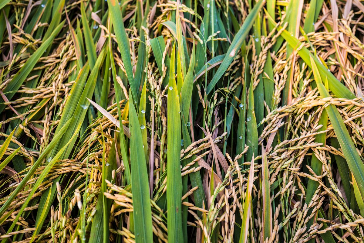 Close up of rice grains on rice plants