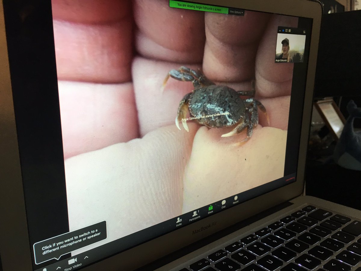 TracyFergusonVM's tweet photo. 🙏 Ranger Angela from the CA Marine Protected Area @portsprogram for our @SkypeClassroom today! Ss loved learning about the marine animals 🦈 🦀 and their habitats! @NorCoStateParks #FieldTripFriday #vanmeter https://t.co/bEL5UFyNIg