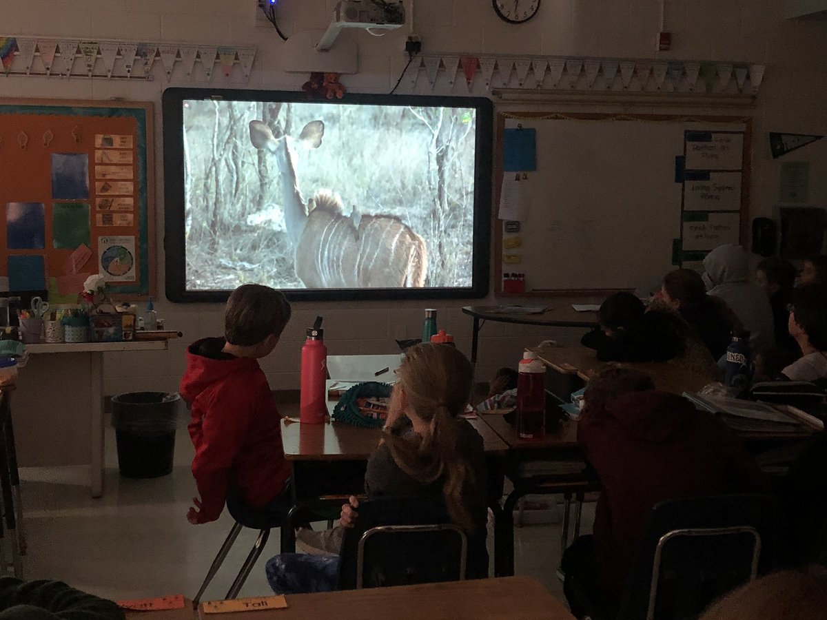 ehalbis's tweet image. My class tuned in to this live safari this week! So fun! #WildEarth #lifeready