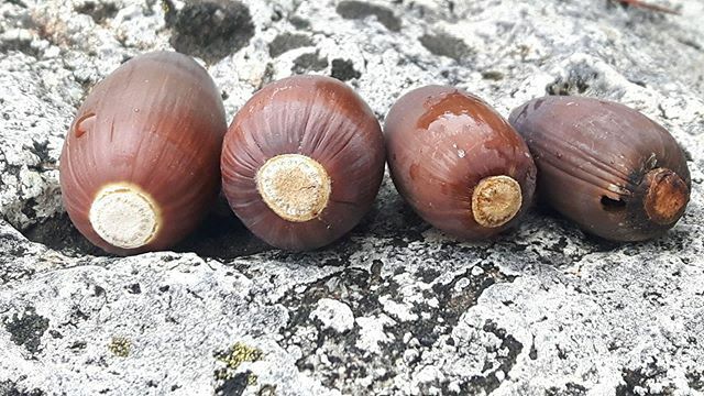 operacionencina's tweet photo. Diferencia entre #bellotas unas más saludables que otras, conoces ya la diferencia? 😉
🌳🌳🌳🌳
.
.
.
.
.
.
.
#climatechange #cambioclimático #calentamientoglobal #globalwarming #acorns #vida #life #bosquemediterráneo #mediterraneanforest #bellota #granada #operacionencina #a… https://t.co/vb4DXdZ33h