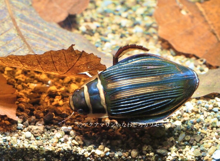 オオサマゲンゴロウモドキ Dytiscus latissimus ヨーロッパ北部に分布