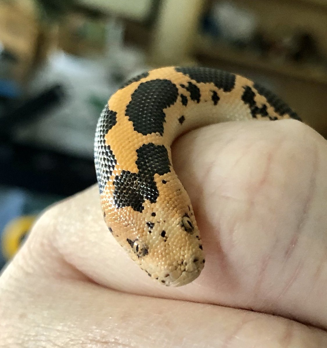 markowenmartin's tweet photo. Carl says ohai. He really is #BabyCarl, isn’t he? Still not eating.
#DailyCarl #EmotionalSupportSnake #GoodSnakeCarl #WoeseIsMe #KenyanSandBoa https://t.co/aGTYY1e7YU