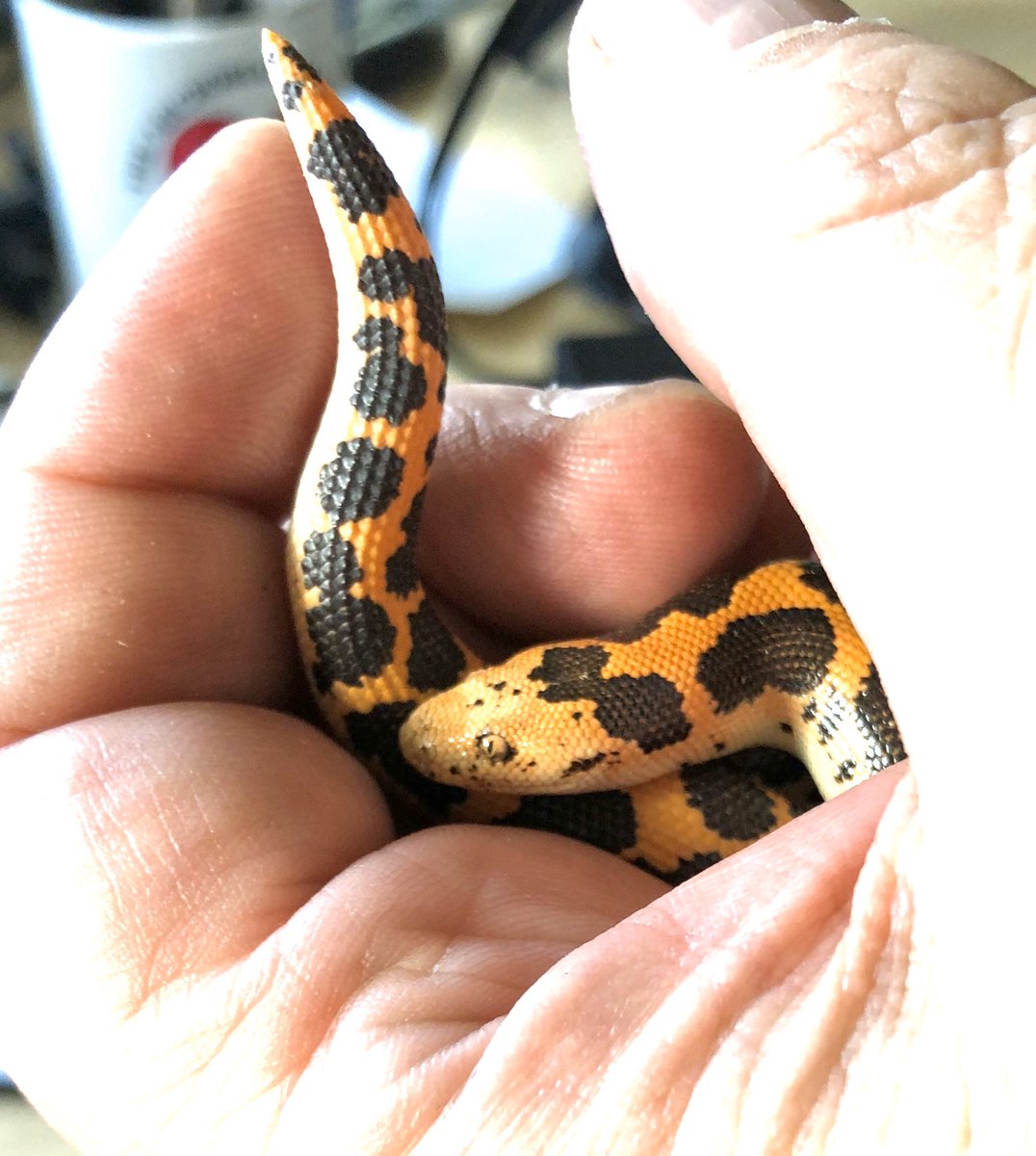 markowenmartin's tweet photo. Carl says ohai. He really is #BabyCarl, isn’t he? Still not eating.
#DailyCarl #EmotionalSupportSnake #GoodSnakeCarl #WoeseIsMe #KenyanSandBoa https://t.co/aGTYY1e7YU