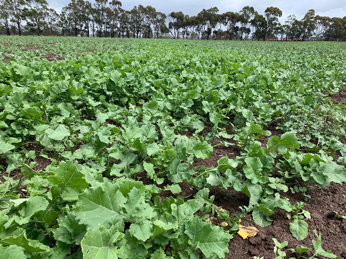 dsquibb2312's tweet photo. A few photos of #Pallaton #Raphanobrassica establishing in a range of #soils and conditions around Australia. How is your crop establishing, and any #comments/#tips for other #growers? #Forage #brassicas #PerformanceBred #PGWSeeds https://t.co/ndSpSfEHn4