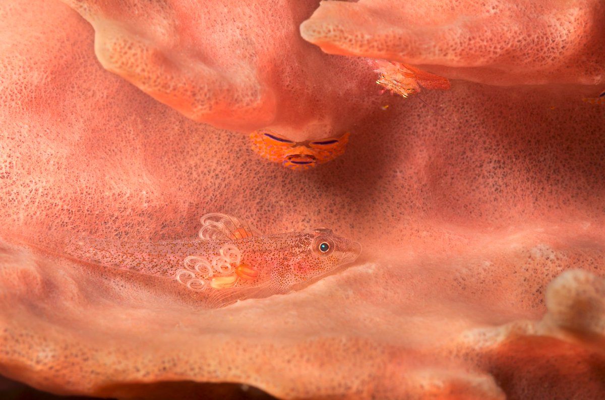 calacademy's tweet photo. Can your 👀 find: 2 tiny crabs, 1 slender spongegoby, &amp; a host of even mini-er passengers? Photog David Fleetham's peek inside a sponge highlights the "layers of life" that typify coral reefs. From @bioGraphic: https://t.co/sVoDD9DWTK. https://t.co/TDyhdgzCMx