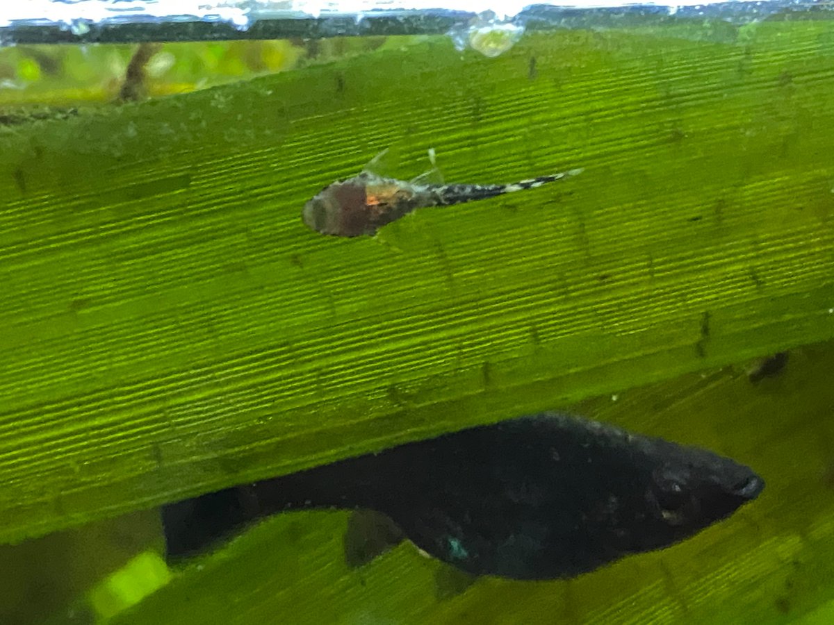 baby algae eater fish