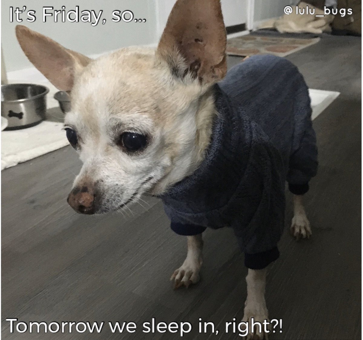 🐕🐾♥️
#tgif #lulubugs #lulubuginc #chihuahua #dogsoftwitter #chihuahualife #famouschihuahua #adoptdontshop #rescuedismyfavoritebreed