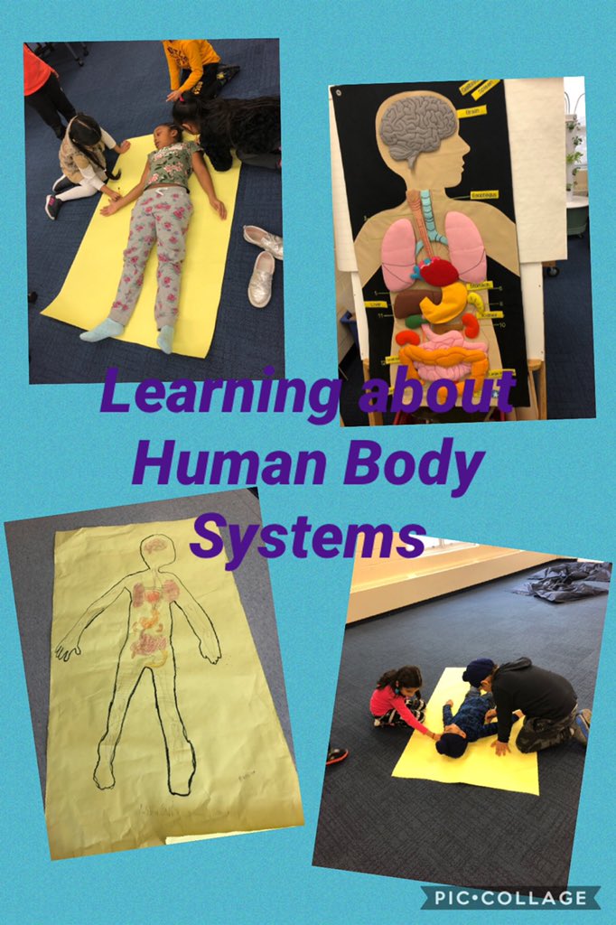 Ss are busy learning about internal organs and their functions <a href="/nadkelly123/">Nadia Kelly</a> <a href="/Homestead_PS/">Homestead Public School</a> <a href="/HomesteadLLC/">HomesteadLLC</a>