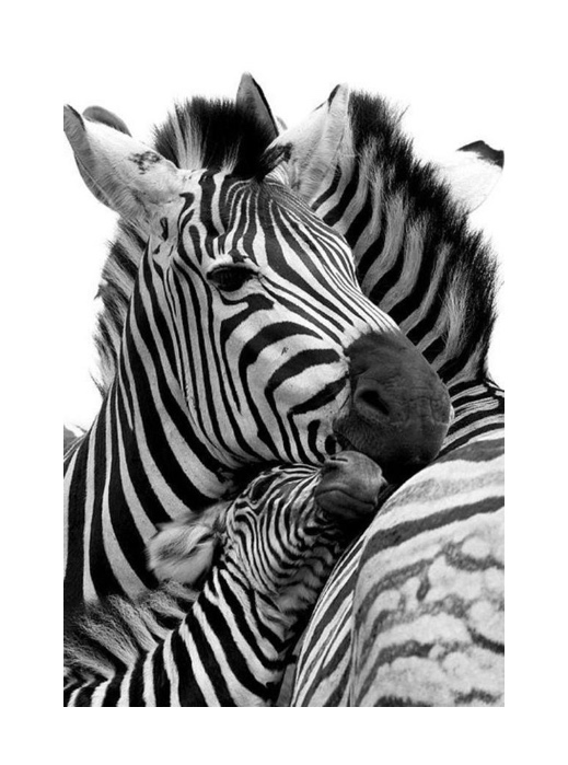 CarciNor's tweet photo. Brug tid og kræfter på, hvad der giver dig glæde og energi! At være sammen med zebra venner er altid givende! 😊
#carpediem #gripdagen #NETcancer #NETkreft #NETcancerawareness #letstalkaboutNETs #carcinor #carcinoid https://t.co/sCdKSgZKx2