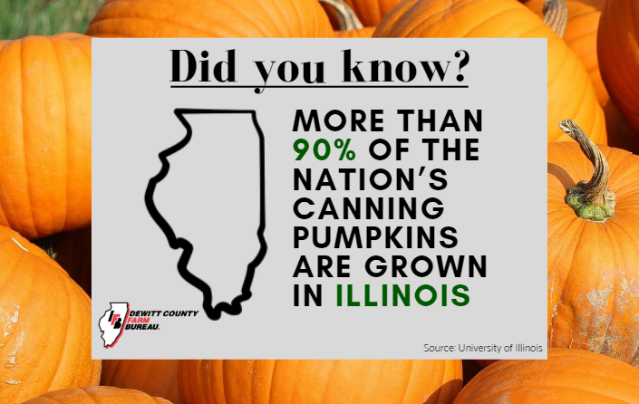 DeWittCountyFB's tweet photo. Making pumpkin pie for Thanksgiving? If you're using canned pumpkins, there is a great chance they were grown right here in Illinois! https://t.co/78A7zbKK6y