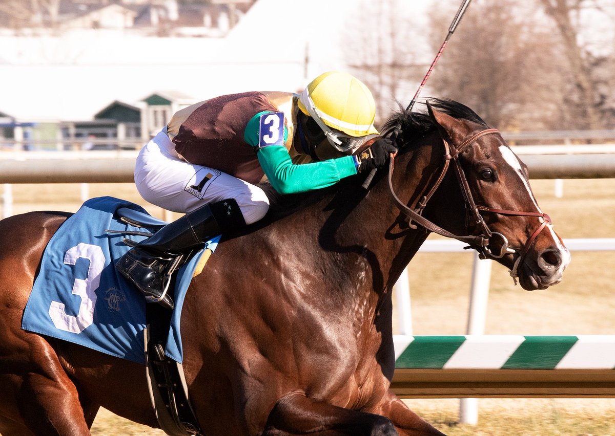 LaurelPark's tweet photo. #Alwaysmining Nominated to Return in #Thanksgiving Weekend Stakes > https://t.co/PjuFzVbiQe https://t.co/zlt6mXOLS8