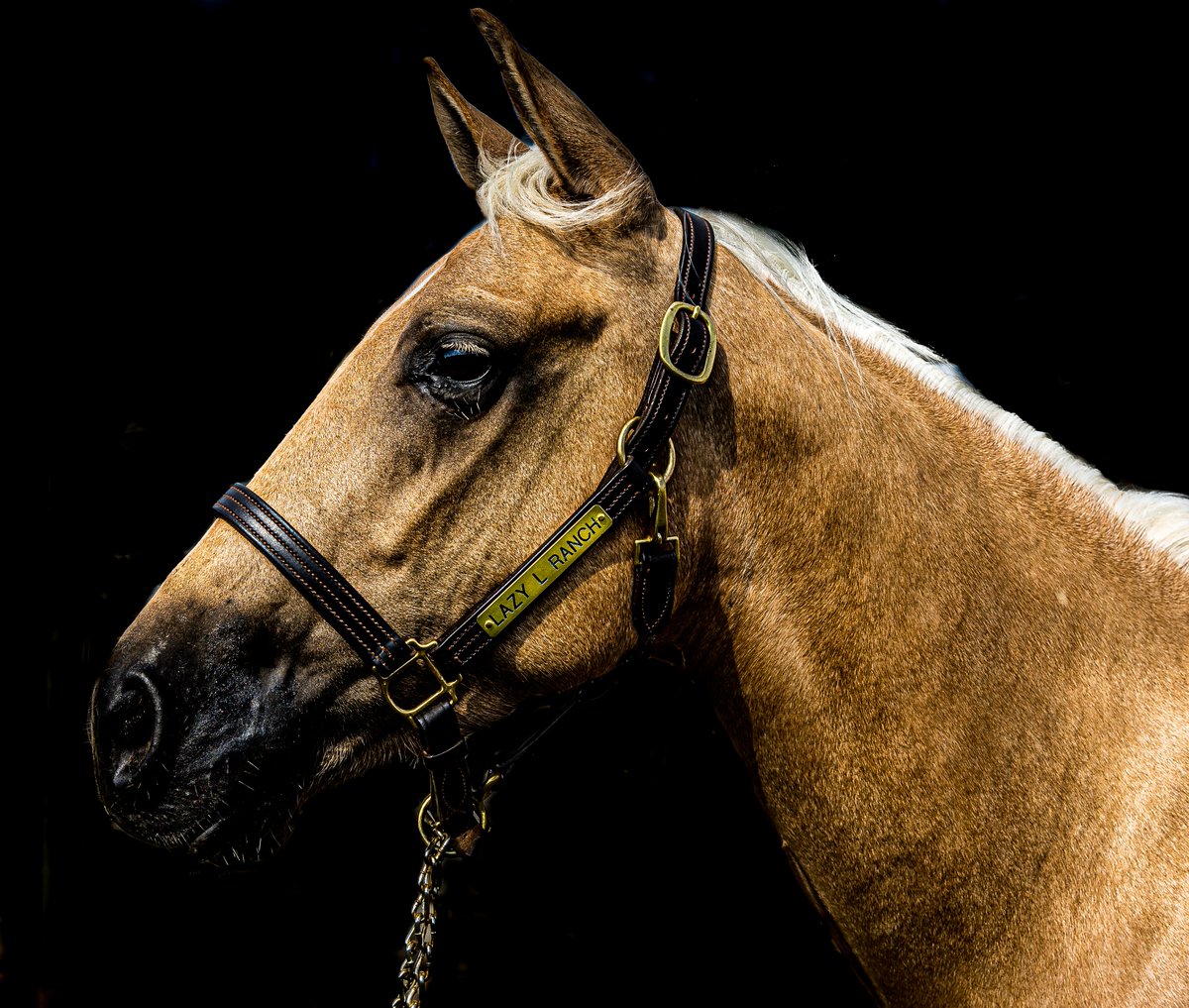Tommi is a 3-year-old mare, who is bred to be a cow horse. She has started in reining and will be able to stop with the big boys!

CONTACT US FOR MORE INFO and visit our website to view other horses for sale: ohiolazylranch.com/for-sale