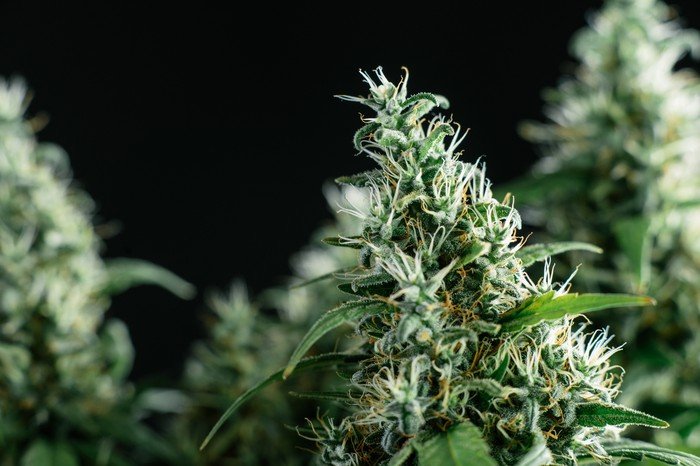 cannabisinv's tweet photo. $BBT.C Benchmark Botanics - Cannabis Producer 
#stocks #cannabis #investing 
https://t.co/zzCvPpq9ip https://t.co/EVm9MLFIWw
