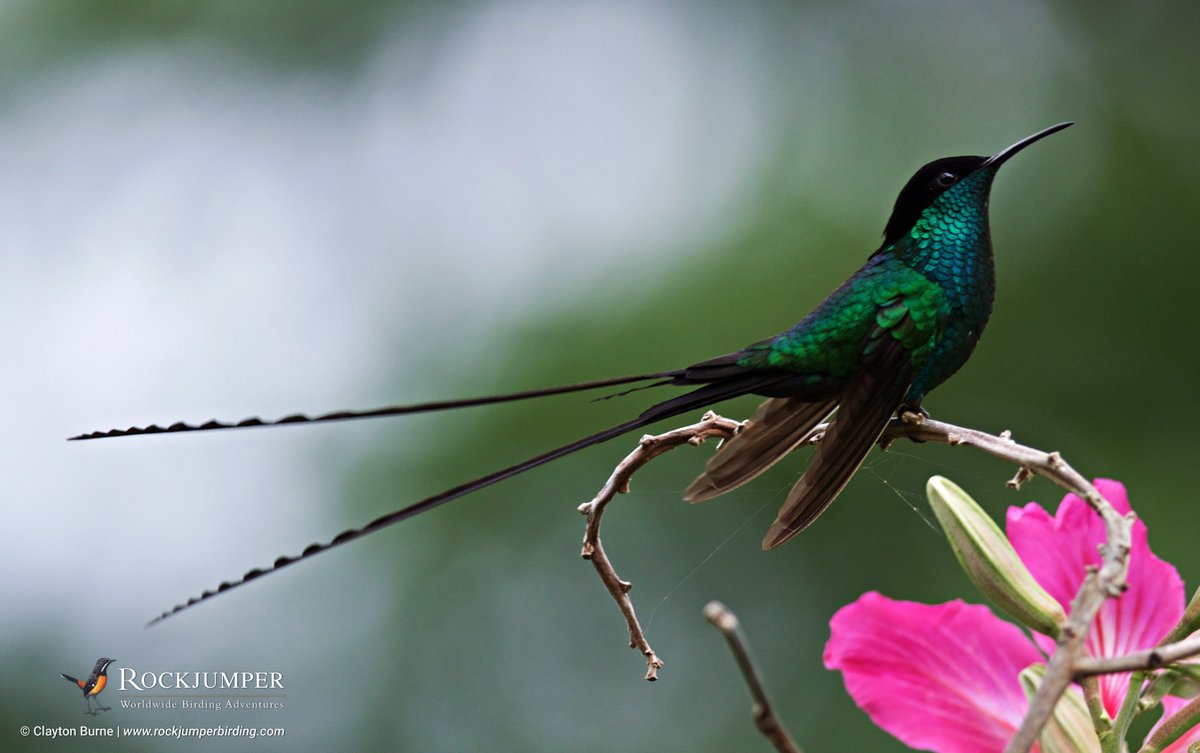 RockjumperTours's tweet photo. #RJPOTD
The astonishing Black-billed Streamertail taken by Clayton Burne in Jamaica
@ZEISSBirding
#RockjumperBirding #streamertail #ZEISSBirding https://t.co/9kA0Fm53GN