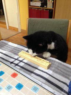 JudgeTread's tweet photo. Family update: my parents are trying to teach the cat how to play Scrabble. #CatsOfTwitter #CatsOfWFTDA #CatsForLabour #scrabble https://t.co/1Hyabd7Xpr