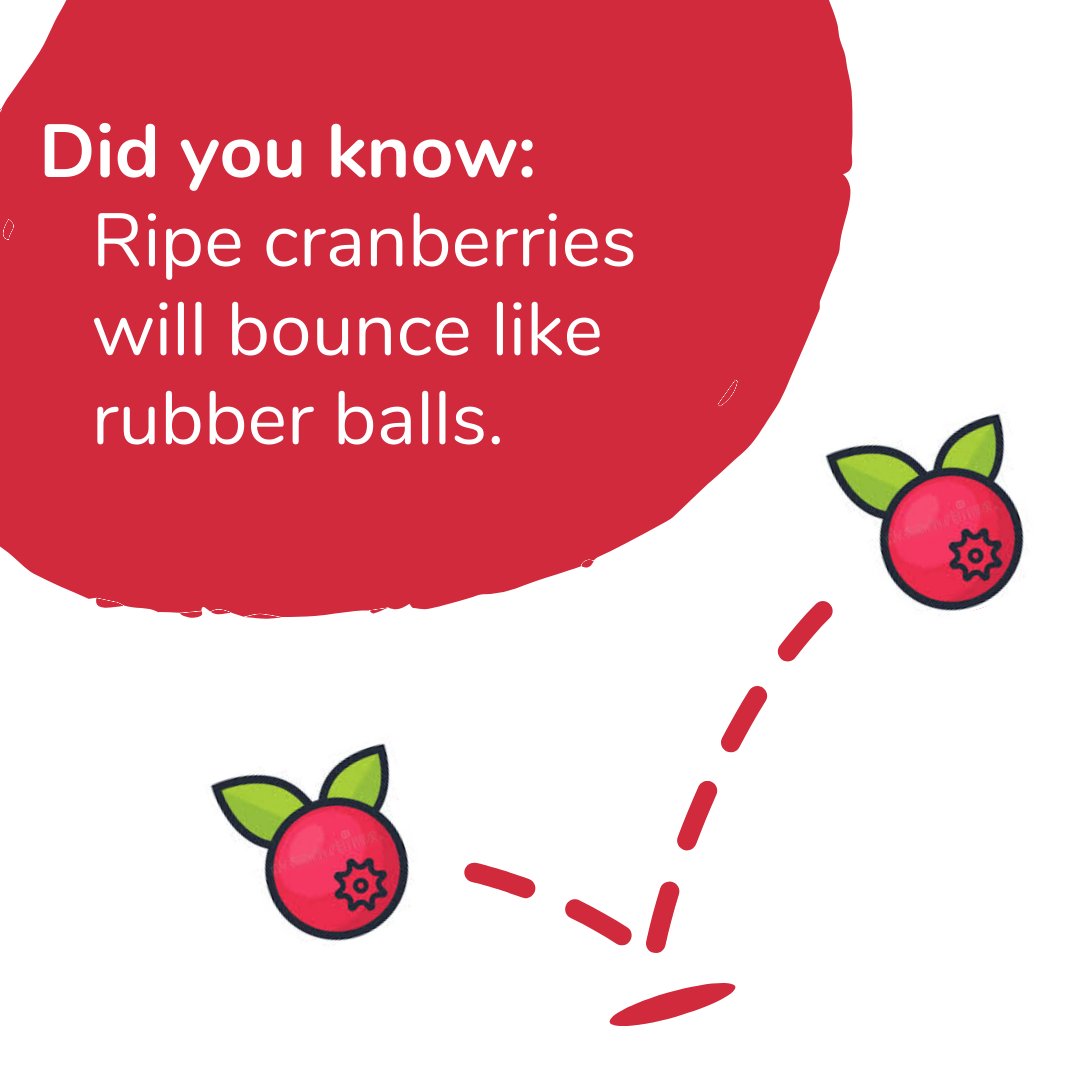 stixfresh's tweet photo. #FoodFactFriday - Cranberries are commonly referred to as "bounce berries" because they bounce when they're ripe. In fact, bouncing cranberries is a common ripeness test for farmers and consumers alike. #interesting #dontforgettocompost #reducewaste https://t.co/RPQX8EQOks