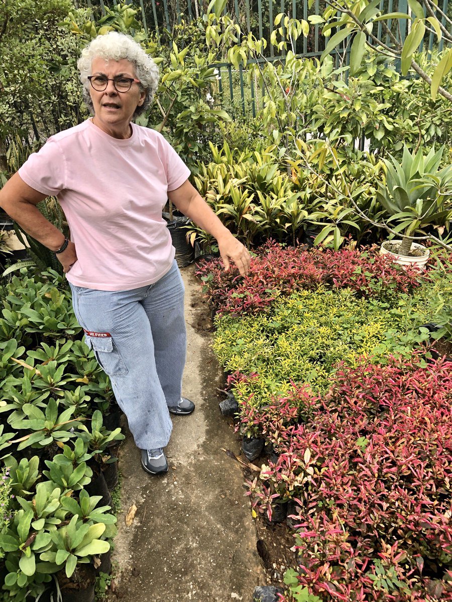 Fun exploring the horticultural world of Caracas with Biologist|Ecologist @eapallotta - plant selection and setting out of the green roof for #CuboDeCaracas | #CatalystCube with @veBritish @British_Design #triangles #colourmatch