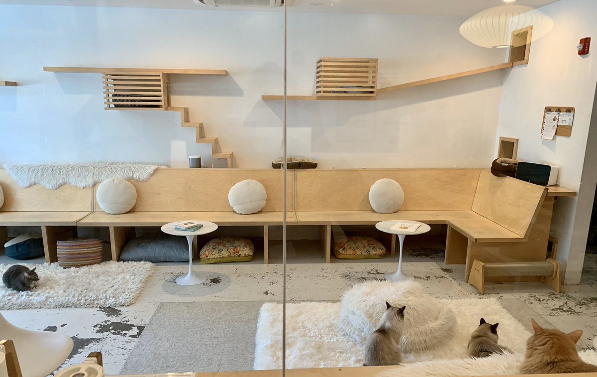 kellumforce's tweet image. Took my mom to KitTea Cafe! A #SercanteDragon was enjoying kitty time too! 🐉💜🐈 Purrrfect ending to #DF19 #catcafe #kitties #Purrsday