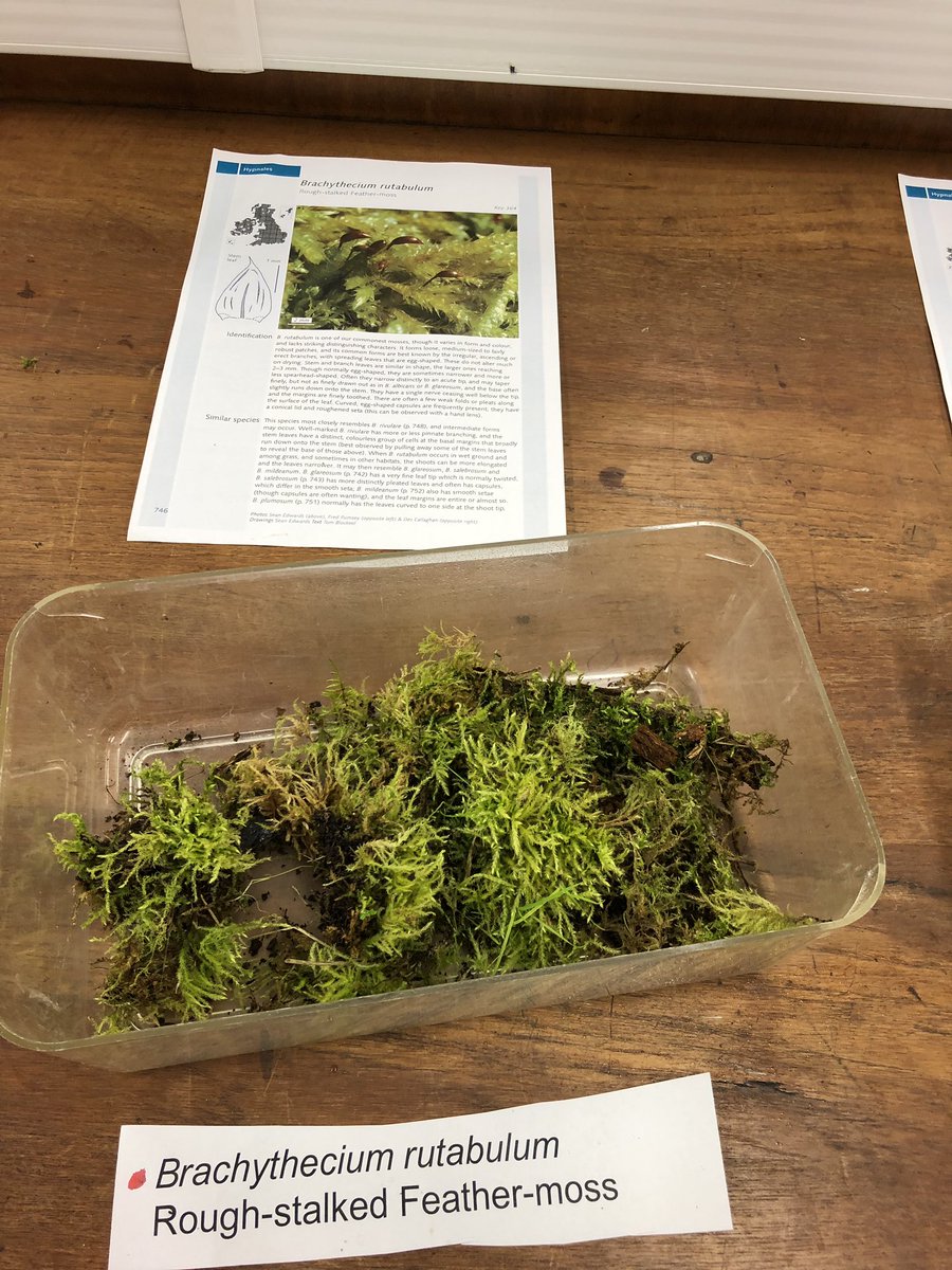 21stEcologist's tweet photo. Had a mossmerising experience looking at Bryophytes! #ecology #likeamoss https://t.co/H4i9V2Vh5m