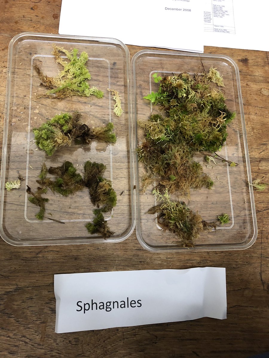 21stEcologist's tweet photo. Had a mossmerising experience looking at Bryophytes! #ecology #likeamoss https://t.co/H4i9V2Vh5m