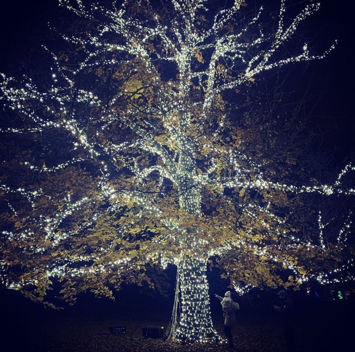 LDN_3's tweet photo. من الخيارات الجميلة بزينة الكريسماس هي Kew garden وتنتهي فعالياتها في 5 يناير ورقم البوست كود TW9 3AE ولازم حجز مسبق والرابط أدناه .

https://t.co/FXFrbr1JAD https://t.co/3bIl5HuJom