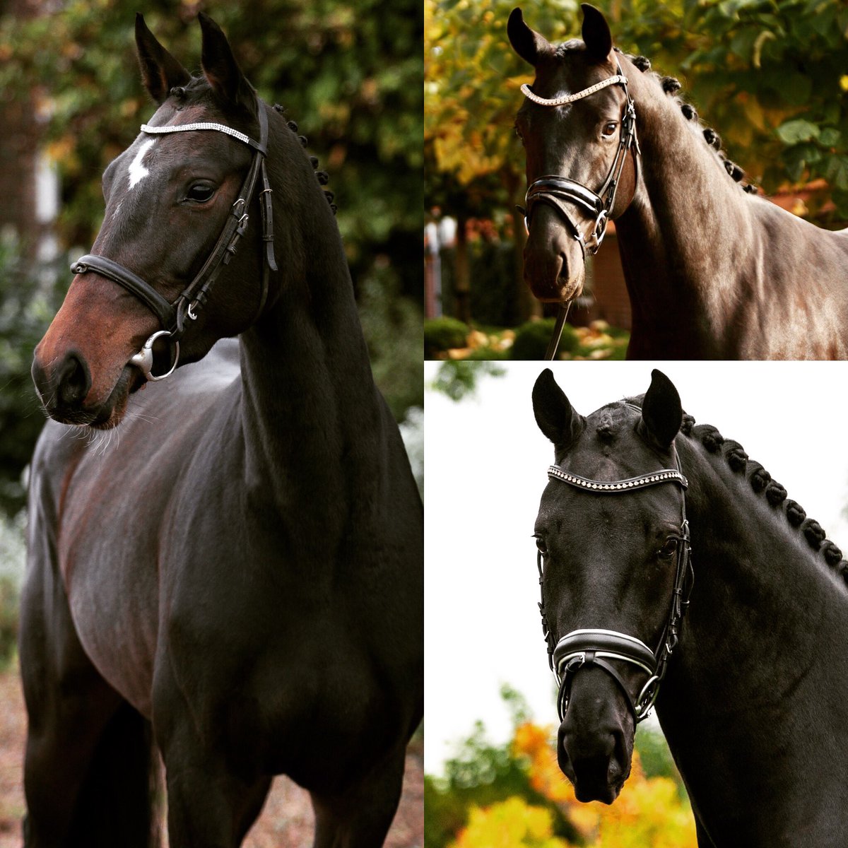 Fantastic Selection Brightwells 
3 December 
ADDINGTON EC <a href="/TuijlDaniella/">Daniella Van Tuijl, Holland Horses Gameren</a> 
<a href="/eventingnation/">Eventing Nation</a> <a href="/equestrian_life/">Equestrian Life</a> <a href="/TwittaEventing/">Twitta Eventing</a> @LonginesEq <a href="/britishdressage/">British Dressage</a> <a href="/BEventing/">British Eventing</a> <a href="/BritShowjumping/">British Showjumping</a>