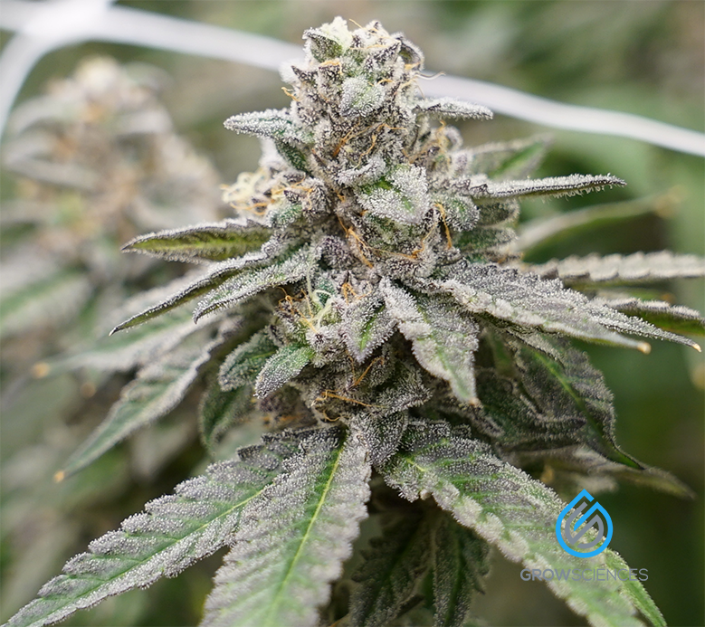 growsciences's tweet photo. Happy #FlowerFriday courtesy of our #KushMints and #Str8Lemonade.
Any flower you're looking forward to this weekend? Hit us up with a reply.
#WelcomeToQuality #CannabisCommunity #AZGrown #AZmmj #Prop203 https://t.co/q01ZVGnWpP