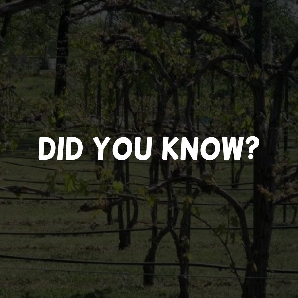 SunsetWineryTX's tweet photo. Did you know: America's oldest grapevine is a Muscadine vine in North Carolina that's over 400 years old! #FunFactFriday https://t.co/sIKDkEtBLV