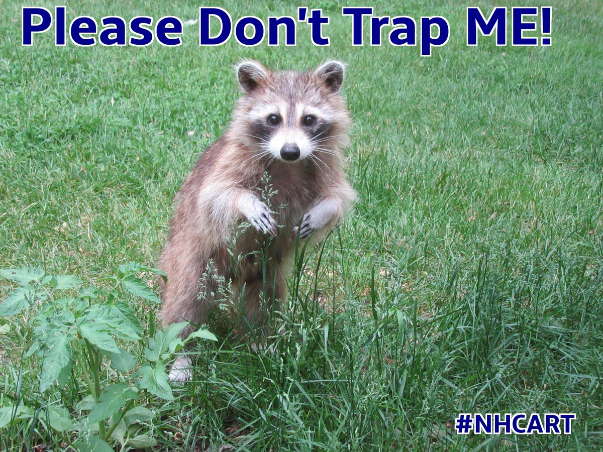 Safigirl17's tweet photo. A Big Thank You to @NitaLowey for re-introducing the Refuge From Cruel Trapping Act! Would love if @ChrisPappasNH would become a co-sponsor! #Raccoon #BanTrapping #TrappingIsNotHumane https://t.co/1PrGcB2L0c