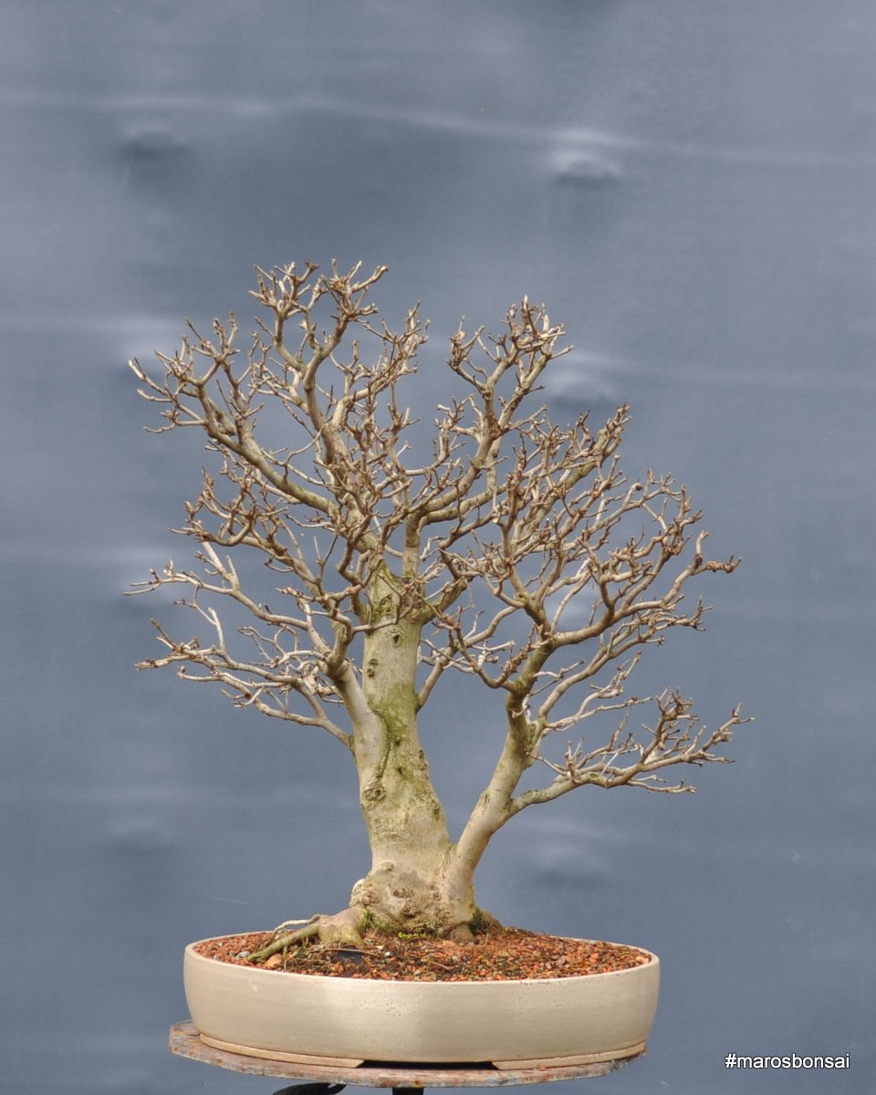 Manna Ash/Fraxinus ornus/Jase manov "Jan" without foliage #bonsai # fraxinus #fraxinusornus #bonsaitree #bonsailife #autumn #marosbonsai  https://t.co/msBPUFqKCl